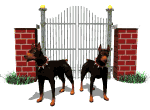 dobermans